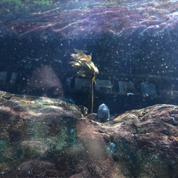 Photo taken at Aquarium of the Bay by Jennifer D. on 9/15/2019