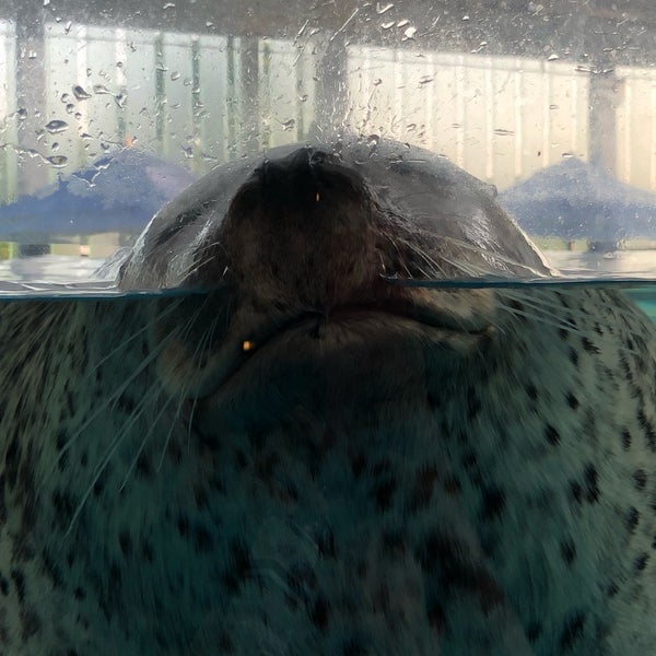 Photos At 京都水族館 アザラシ水槽 Aquarium In Kyoto