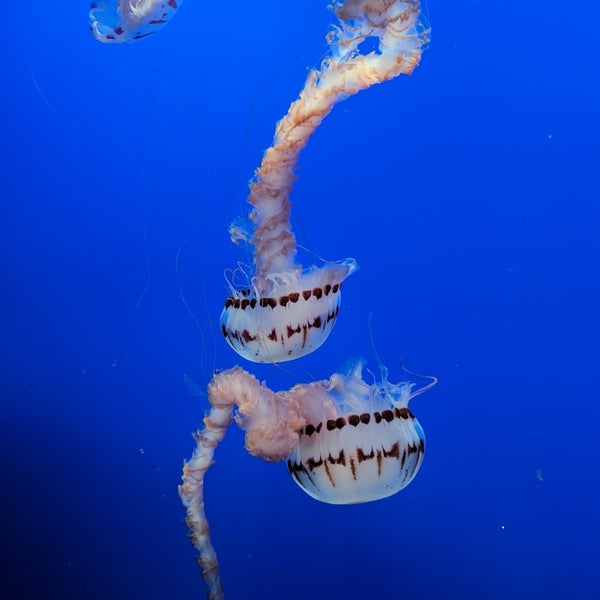 Photo taken at Monterey Bay Aquarium by Stefan T. on 1/22/2024