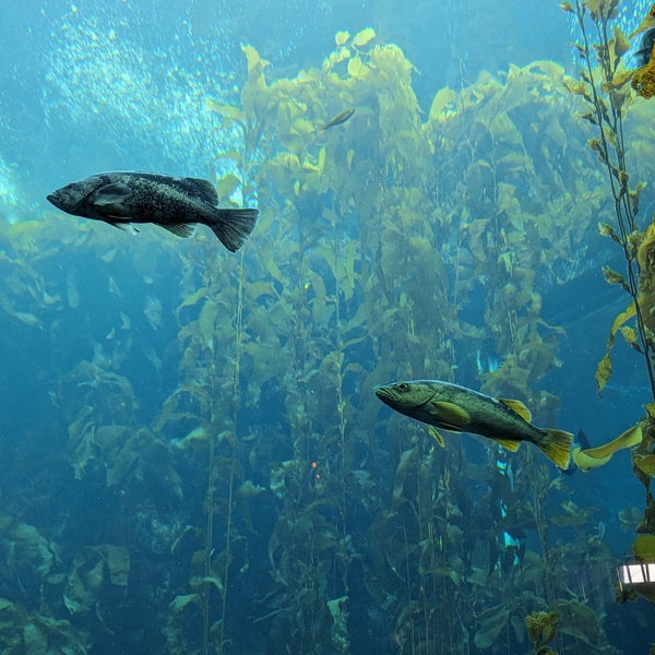 Снимок сделан в Monterey Bay Aquarium пользователем Stefan T. 1/22/2024
