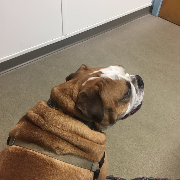 Bolton Veterinary Hospital 4 tips