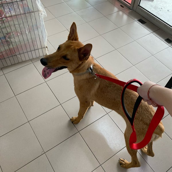 Usj Animal Clinic Veterinarian In Subang Jaya