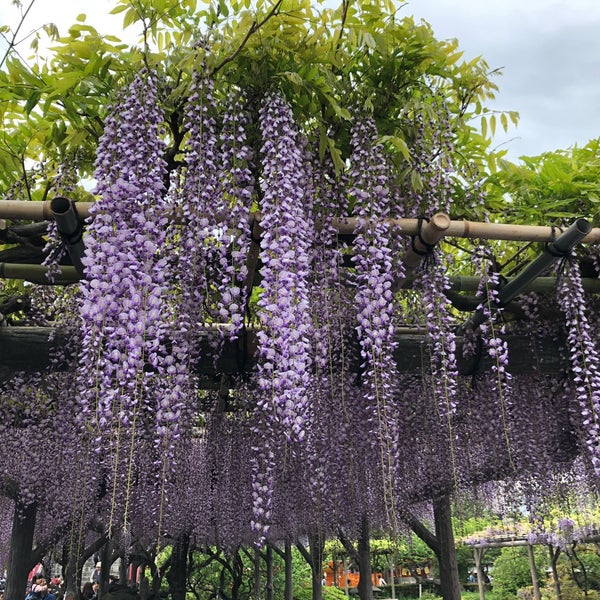 藤棚 江東区 東京都