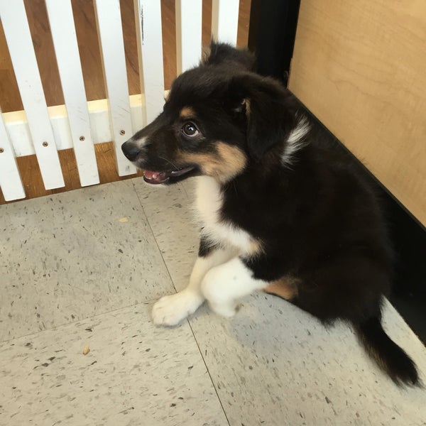 Pets plus hot sale lawrenceville