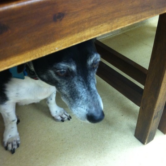 Hope Springs Veterinary at Sajo Farm Veterinarian in Bayside