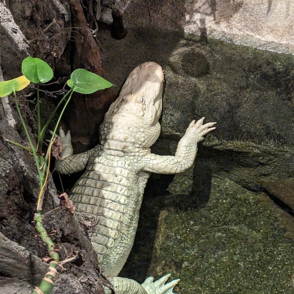 Photo taken at Claude the Albino Alligator by @SDWIFEY on 4/12/2024