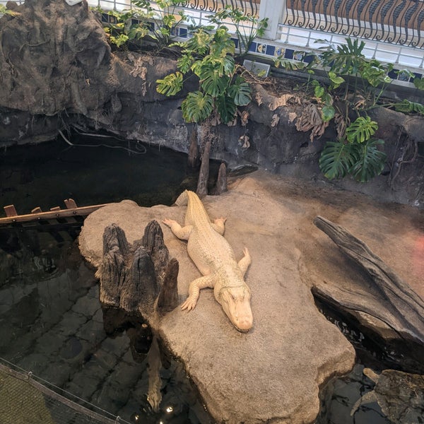 Photo taken at Claude the Albino Alligator by @SDWIFEY on 10/17/2021