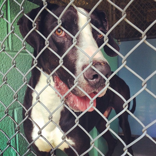 Photos at Guilford County Animal Shelter Government Building in