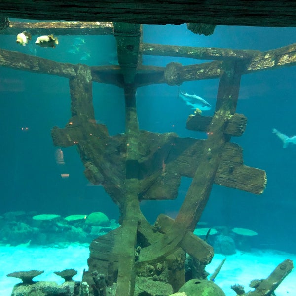 Photo taken at Shark Reef Aquarium by George K. on 10/4/2020