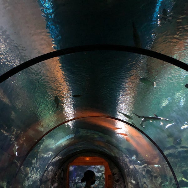 10/5/2020にGeorge K.がShark Reef Aquariumで撮った写真