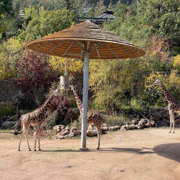 10/10/2021 tarihinde George K.ziyaretçi tarafından Cheyenne Mountain Zoo'de çekilen fotoğraf
