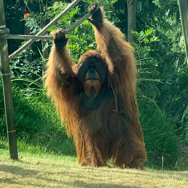 Orangutan San Diego Zoo