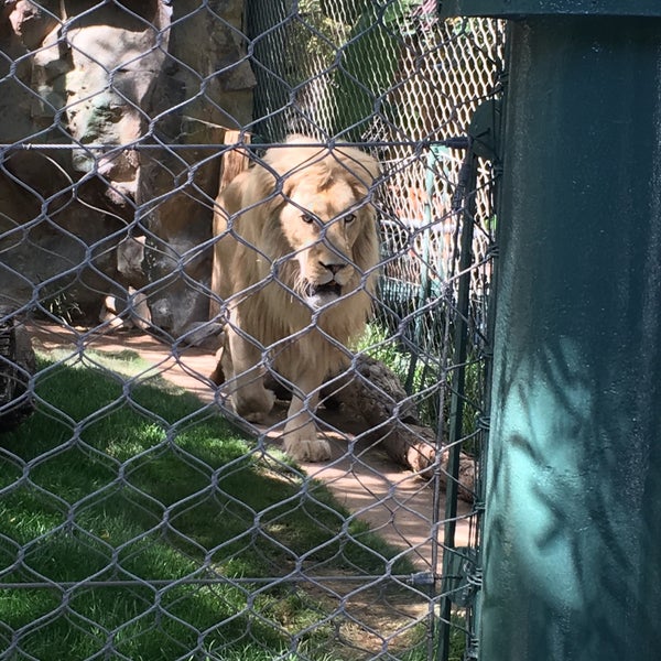 Photo taken at Siegfried &amp; Roy&#39;s Secret Garden and Dolphin Habitat by ᴡ G. on 5/1/2019
