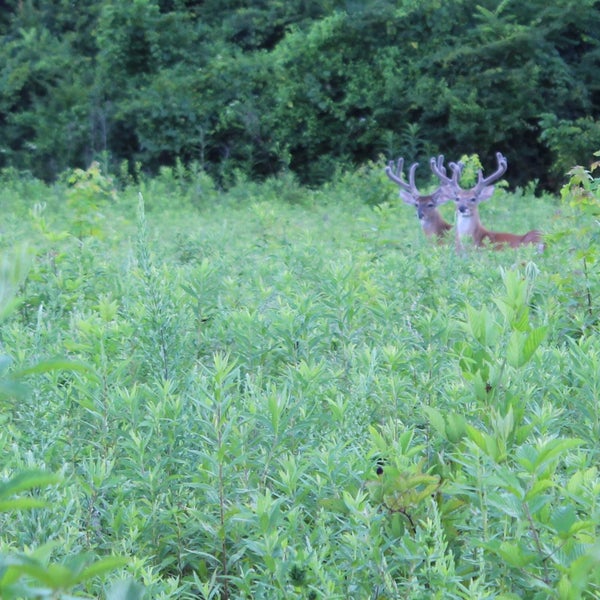 Enjoy watching deer and listening to coyotes yipping near sunset while walking, jogging or biking the trails. All of this within a couple of miles of downtown Nashville.