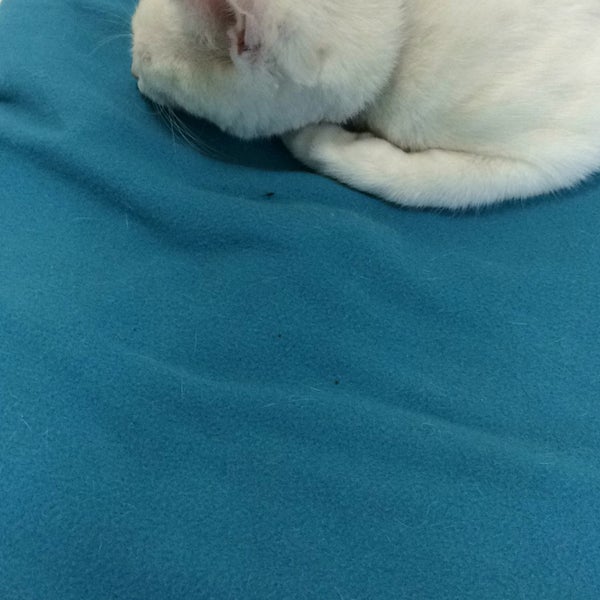 Ветеринарная клиника акела москва. Вешняковская, д. Ветклиника вешняки. Ветеринарная клиника акела москва. Ветклиника вешняки.