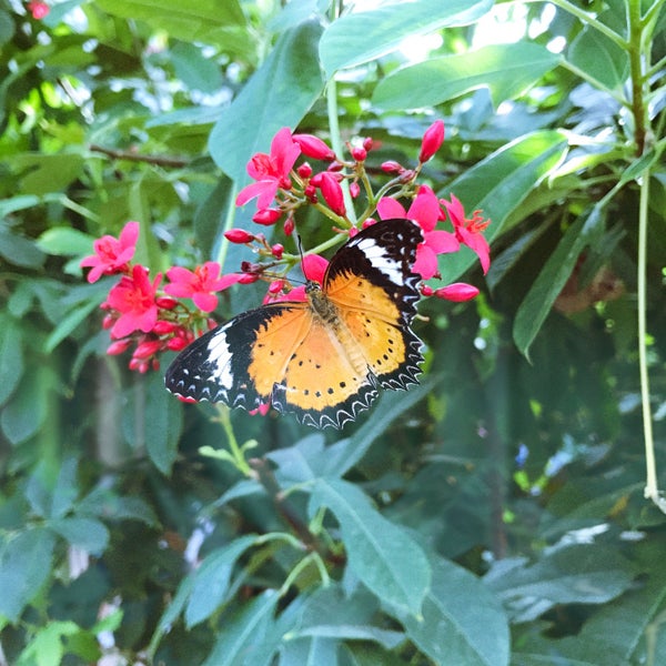3/13/2017 tarihinde Travis K.ziyaretçi tarafından Butterfly Wonderland'de çekilen fotoğraf