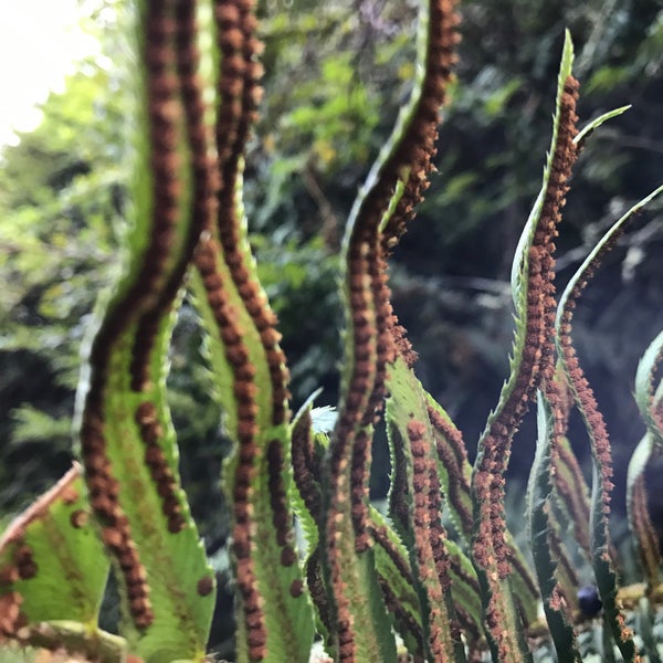 Huckleberry Botanic Regional Preserve - 8 tips