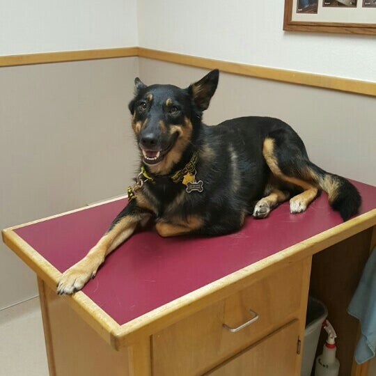 Belton Small Animal Clinic Veterinarian