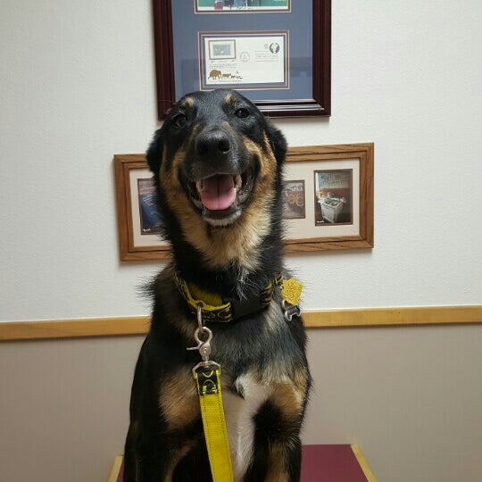 Belton Small Animal Clinic Veterinarian