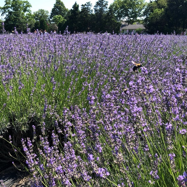 Foto diambil di Lavender By the Bay - New York&#39;s Premier Lavender Farm oleh Lee D. pada 7/13/2019