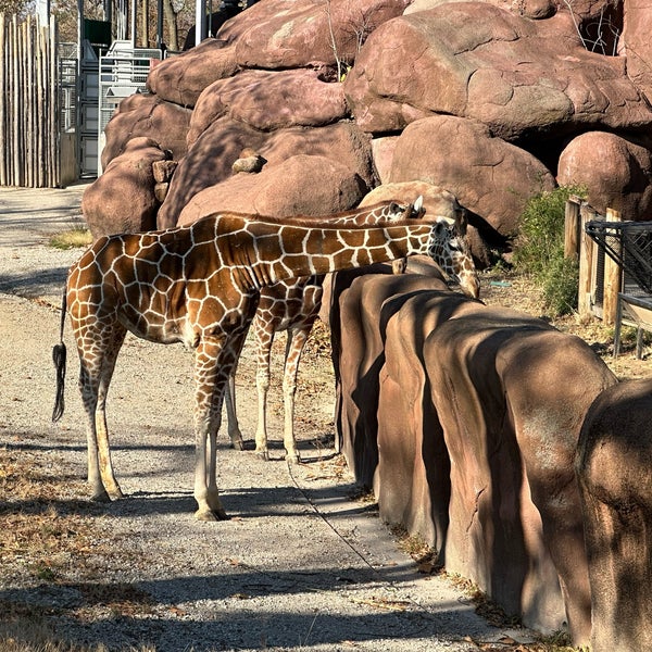 Photo taken at Saint Louis Zoo by Frozen T. on 11/14/2022