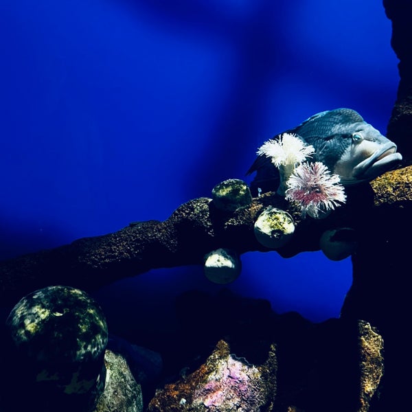 Das Foto wurde bei New York Aquarium von ariq d. am 8/20/2022 aufgenommen