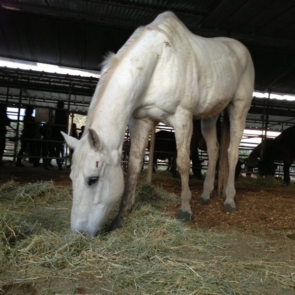 1/2/2013にSangraal A.がLos Angeles Equestrian Centerで撮った写真