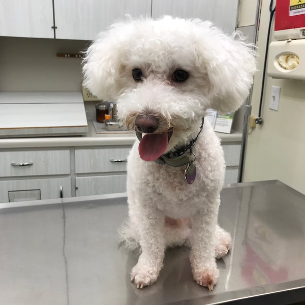 southgate dog and cat hospital