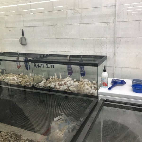 Pet Club San Jose, CA