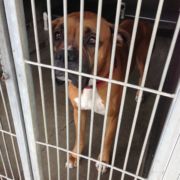 San Bernardino City Animal Control San Bernardino, CA