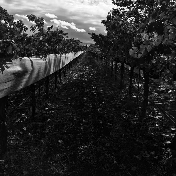 Young Inglewood Vineyards Winery in Saint Helena