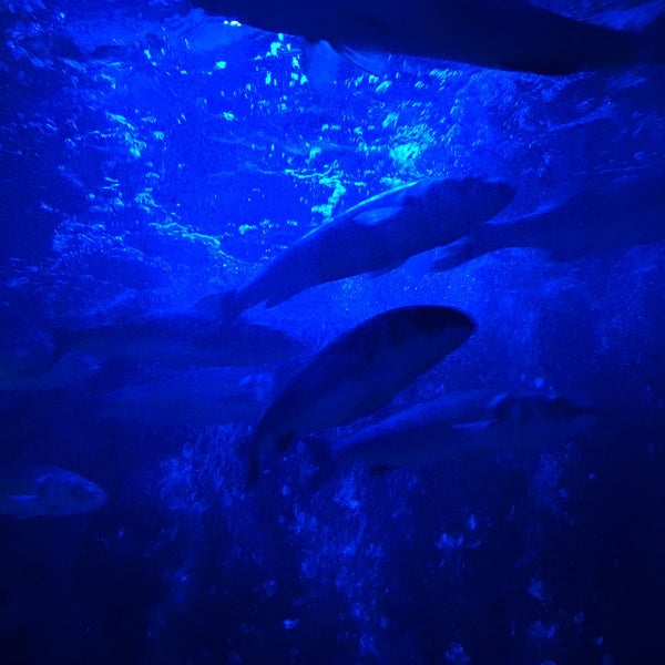 Photo taken at SEA LIFE München by Nazar on 1/12/2018