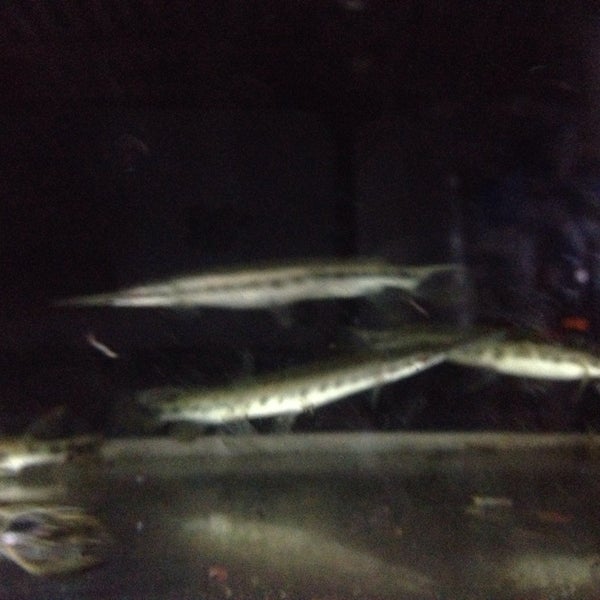 68 Koleksi Toko Ikan Hias Air Laut Jakarta Timur Gratis