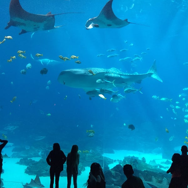 4/14/2018 tarihinde Henrique F.ziyaretçi tarafından Georgia Aquarium'de çekilen fotoğraf