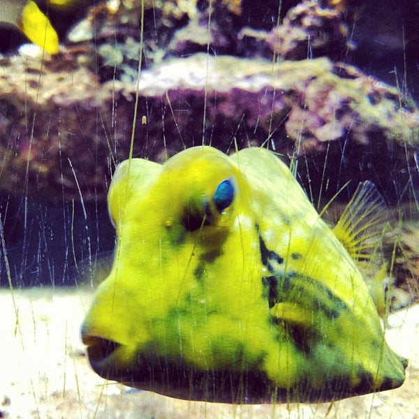 Photo taken at Smithsonian Marine Ecosystems Exhibit by Tom D. on 11/21/2012