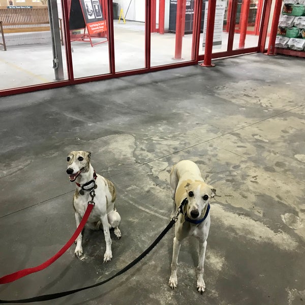 Are Dogs Allowed In Bunnings 2021