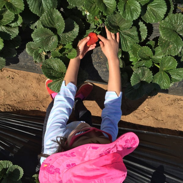 Photo taken at U-Pick Carlsbad Strawberry Co. by Double L. on 3/30/2016