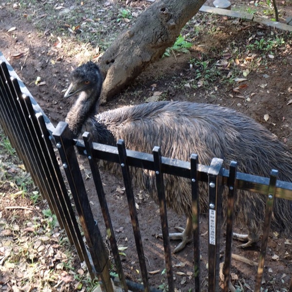 エミュー Atracao De Zoologico