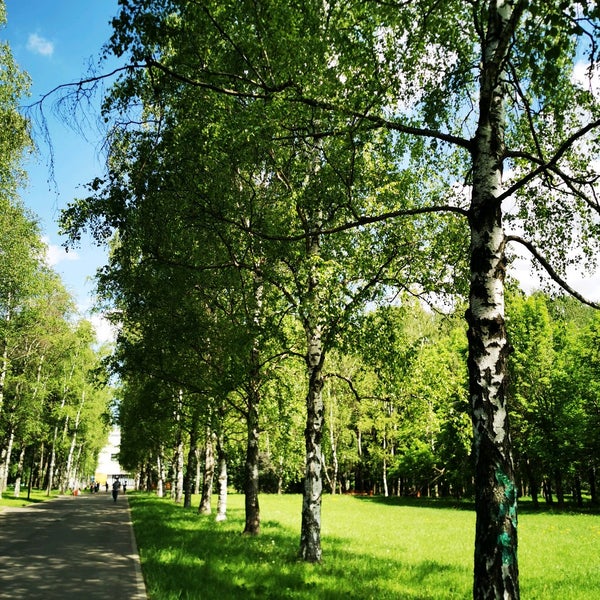 Берёзовая роща (парк, яранск). В парке березовая аллея. Парк березки подольск. Парк березовая аллея. Парк березовая роща сердобск.