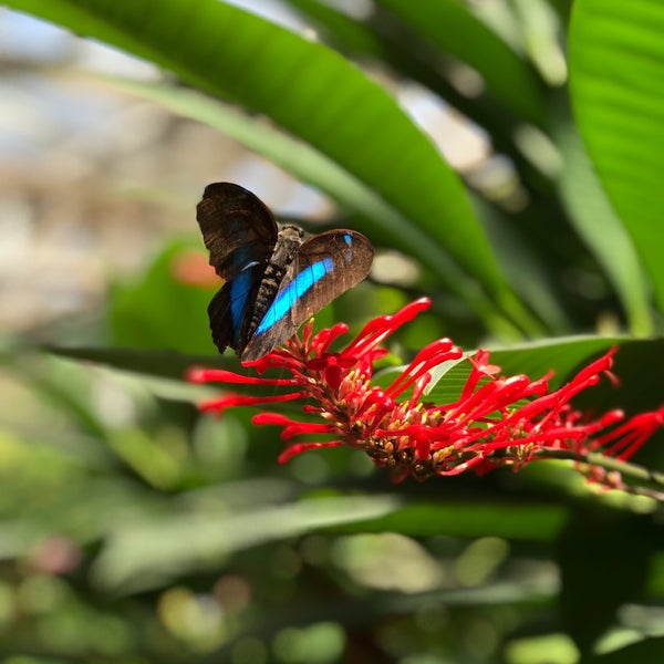 Photo taken at Butterfly Pavilion by Stephen W. on 8/16/2019