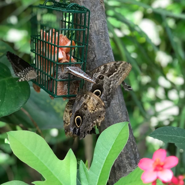 Photo taken at Butterfly Pavilion by Stephen W. on 8/16/2019