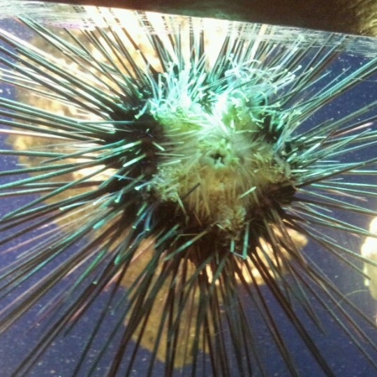 Das Foto wurde bei Oklahoma Aquarium von C K. am 2/9/2013 aufgenommen