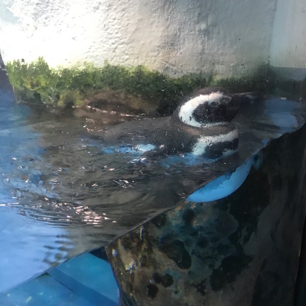 Photos At イッテq 水族館 Now Closed 金沢区 102 Visitors