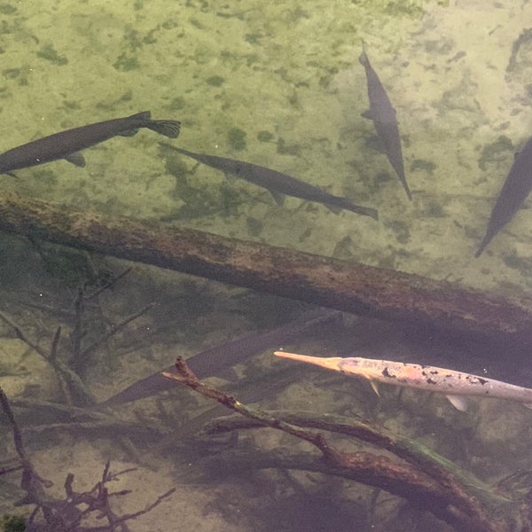 Blue Springs Swimming Dock Hot Spring in Orange City