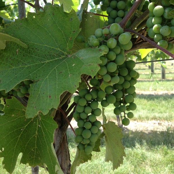 Grandview Winery 4 tips from 97 visitors