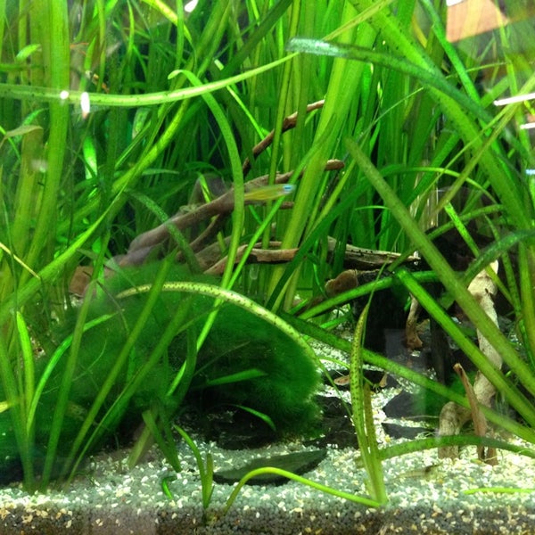 73+ Aquarium Design Jardiland HD Terbaik