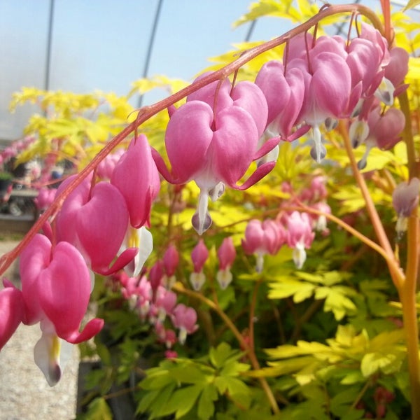 Plant World Flower Store in Albuquerque
