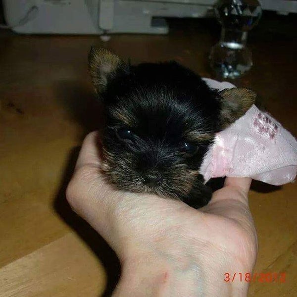 Priceless Yorkie Puppy Jackson, MI