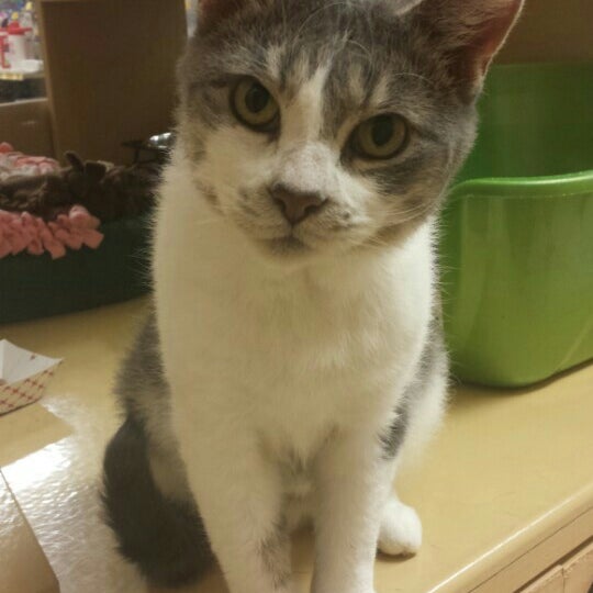 PetSmart Rochester Rochester Hills, MI