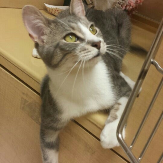 PetSmart Rochester Rochester Hills, MI